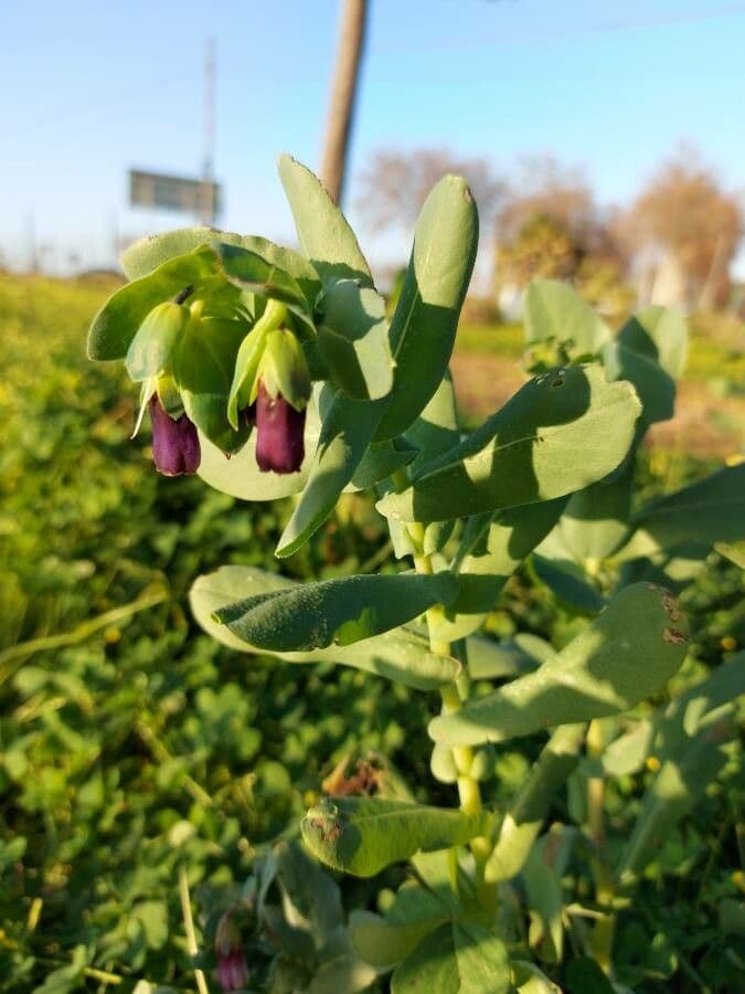 Cerinthe maggiore 18