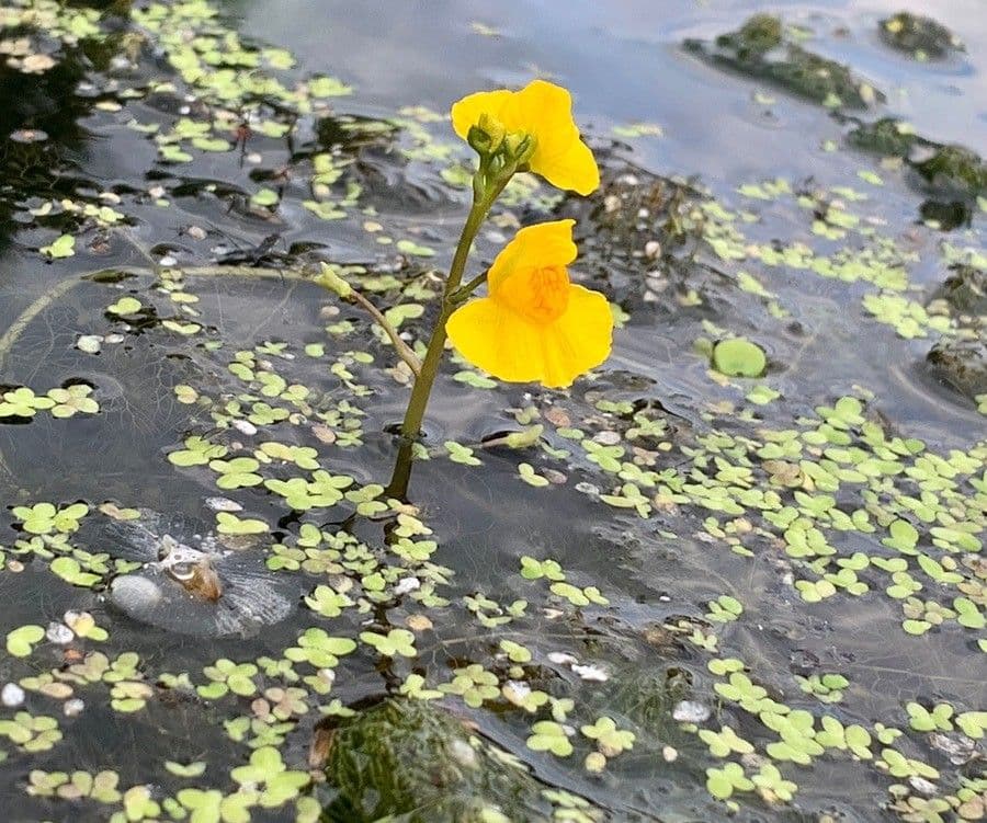 Utricularia común 8