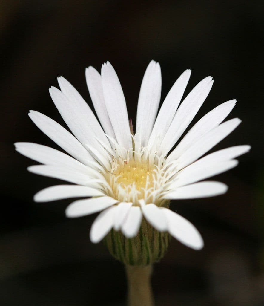 Chaptalia lanuda