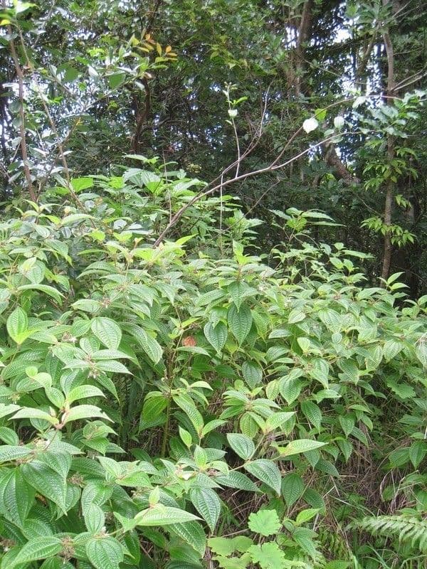 Mussaenda 12