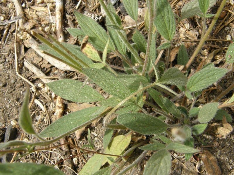 Facelia 18