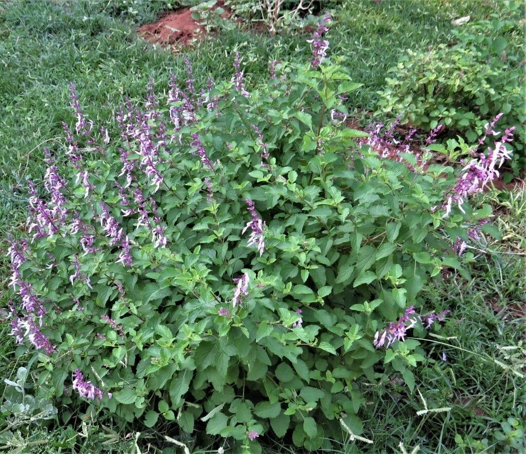 Plectranthus 9
