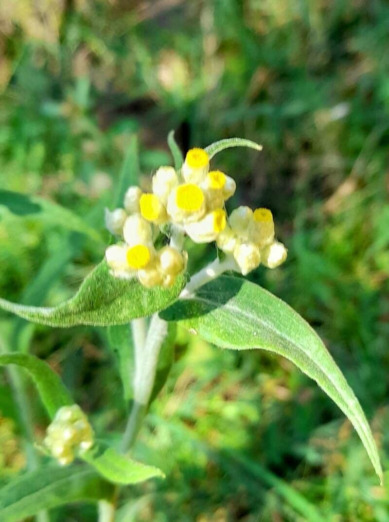 Pseudognaphalium gaudichaudianum 4