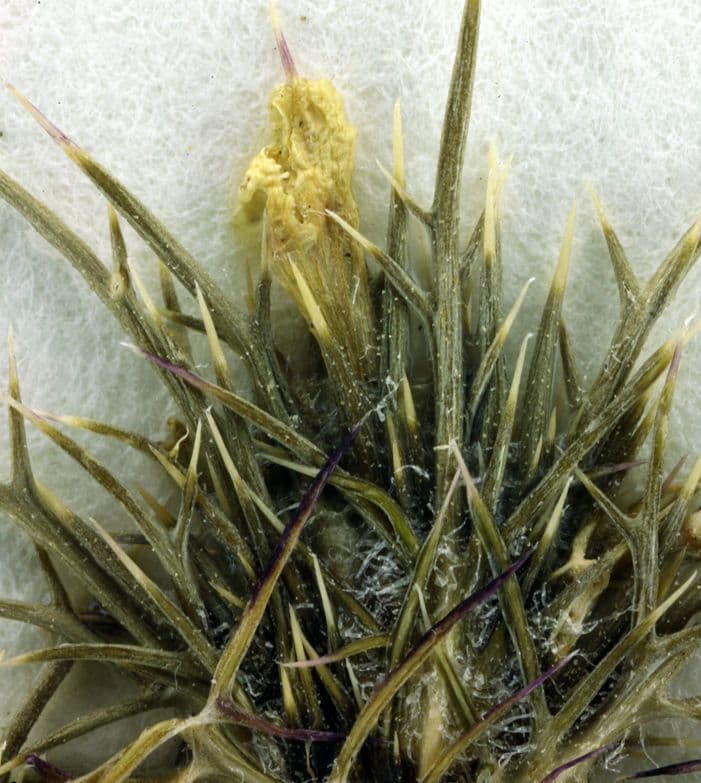 Navarretia