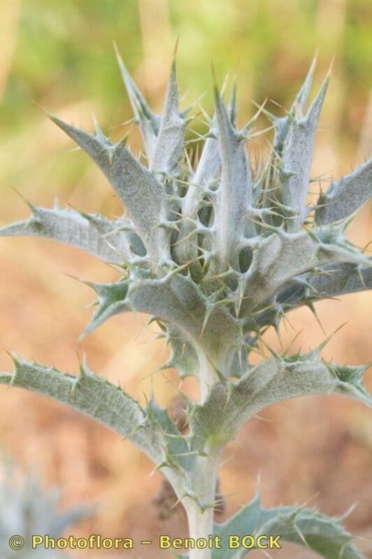 Carlina lanata 25