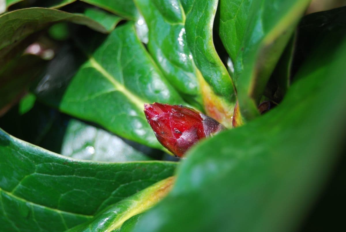 Rododendro 6