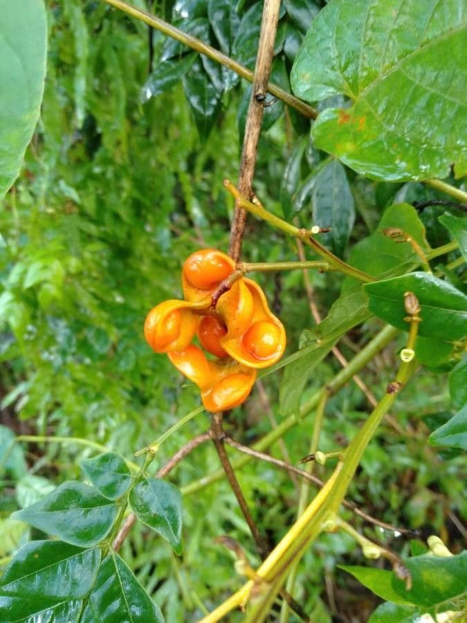 Archidendron clypearia 2