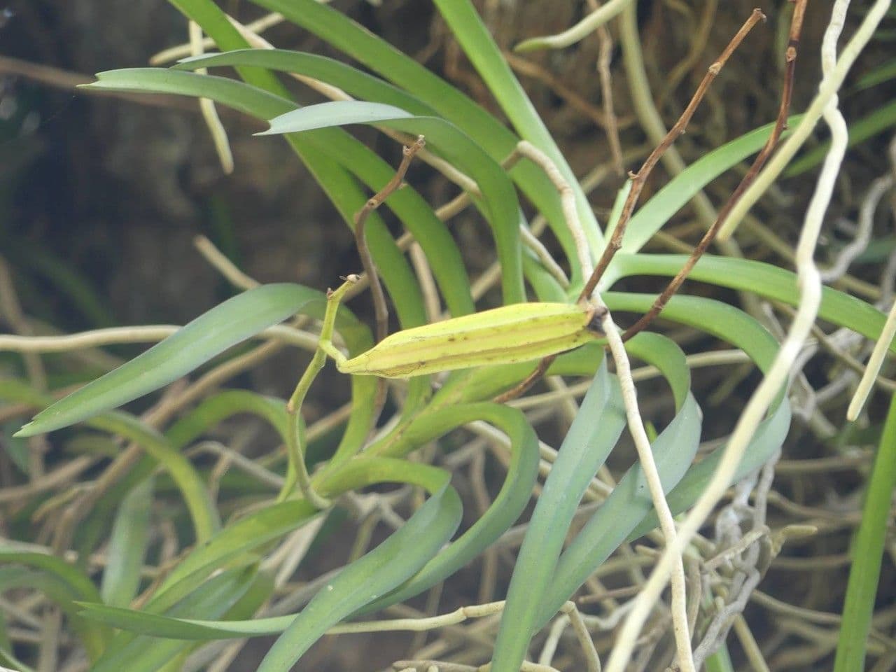 Vanda