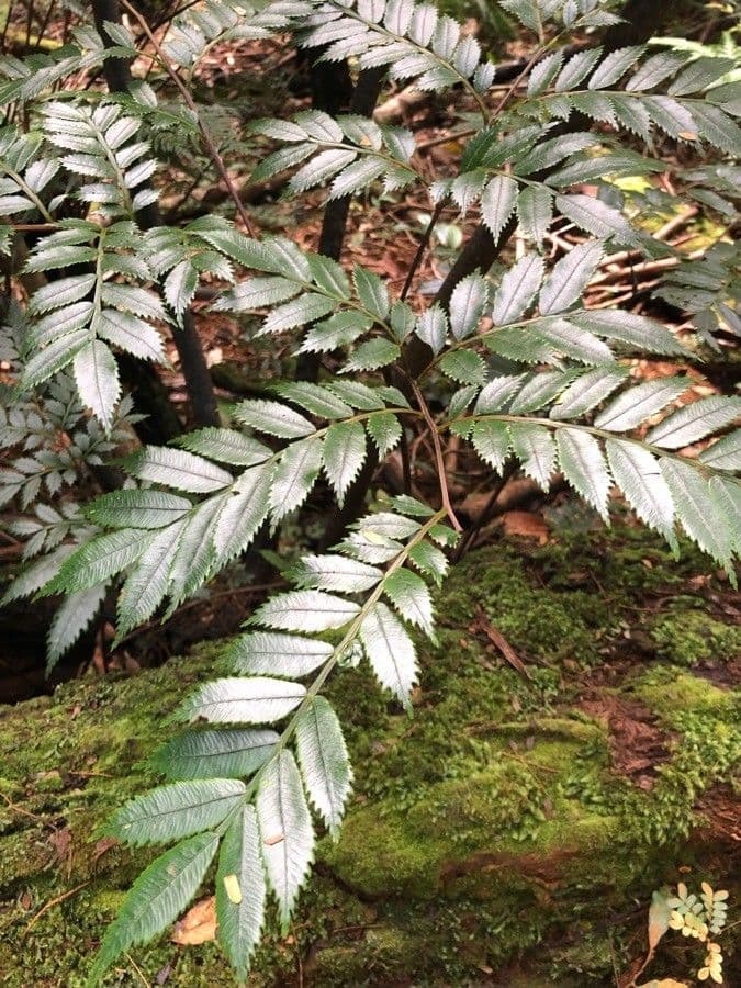 Myodocarpus 16