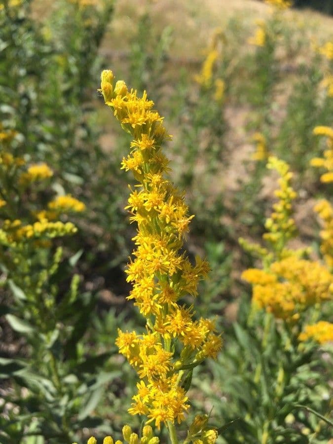 Solidago 5