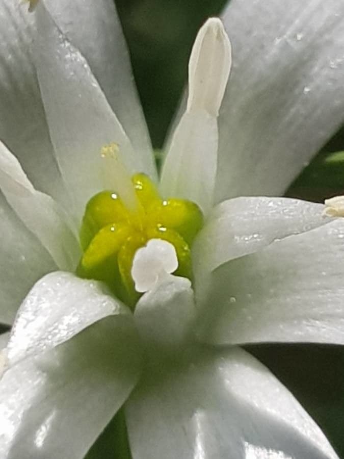 Ornithogale branchu 2