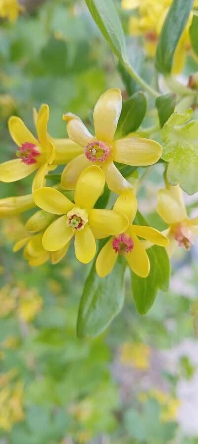 Ribes aureo 6