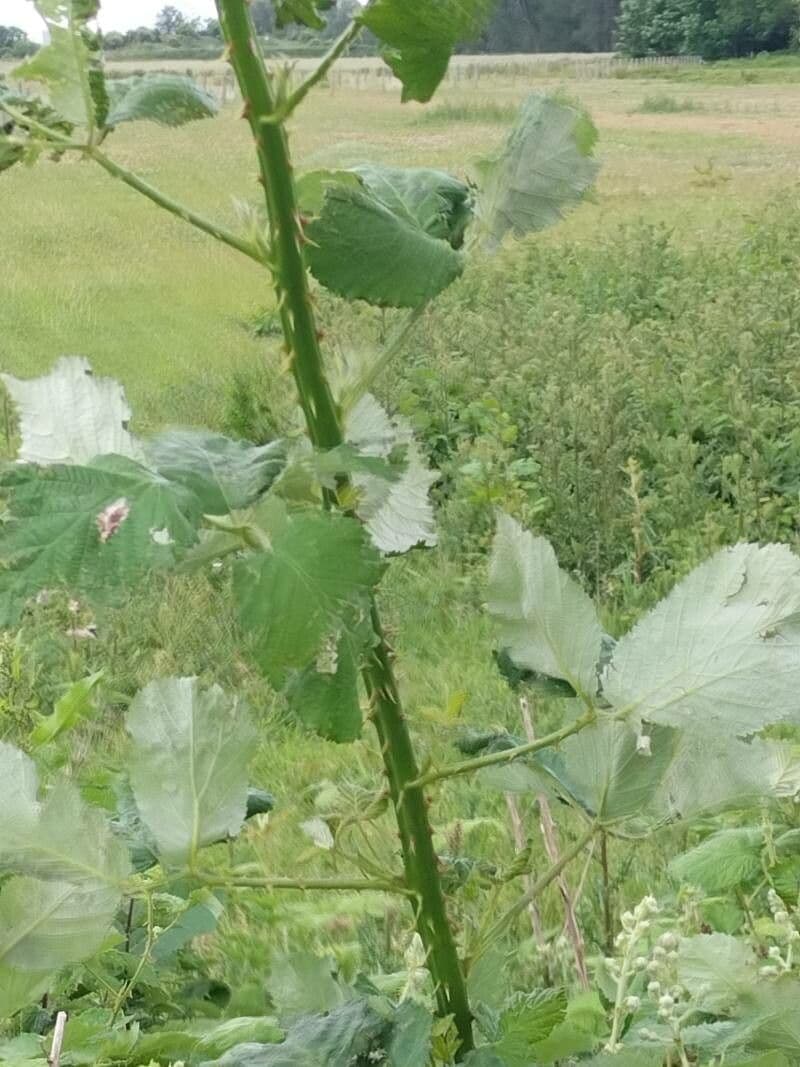 Rovo d'Armenia 24