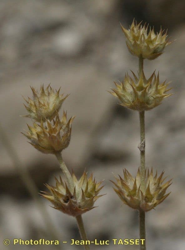 Sideritis 6
