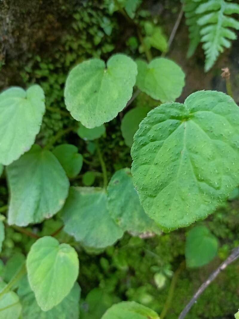 Begonia dipinta 16