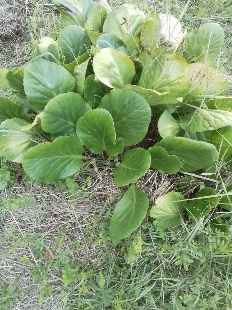 Bergenia Stracheya 4