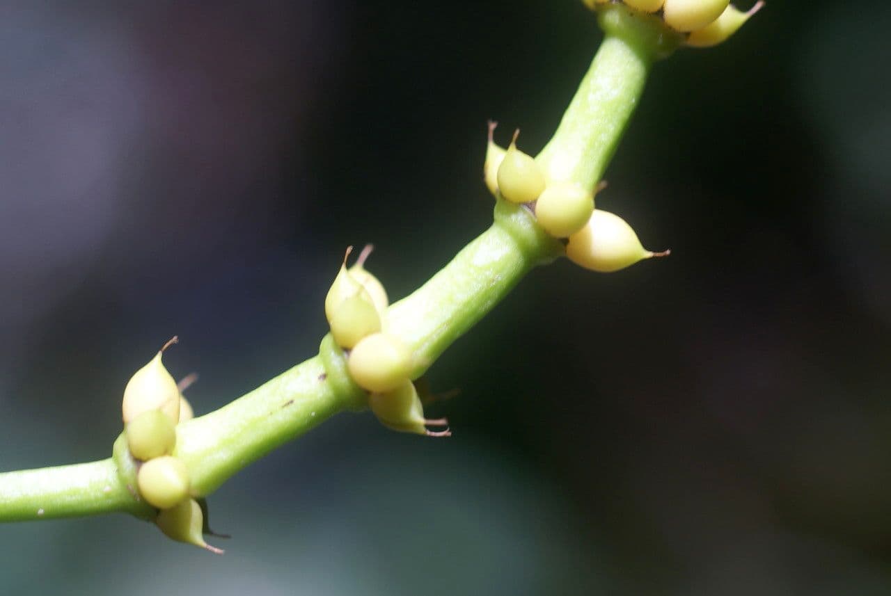 Gnetum gnemon 10
