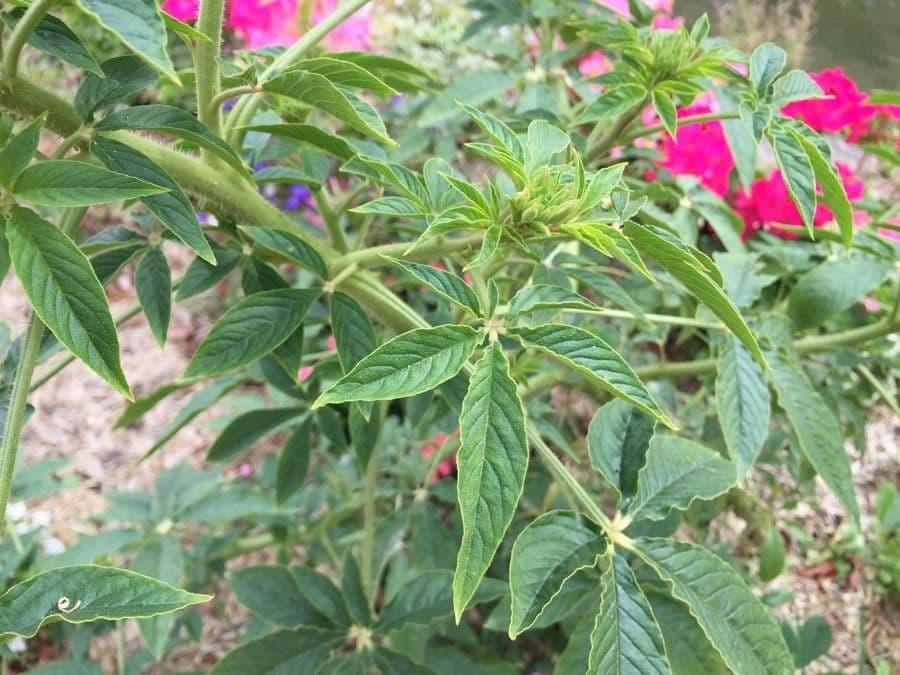 Pavučinkový kvet 20