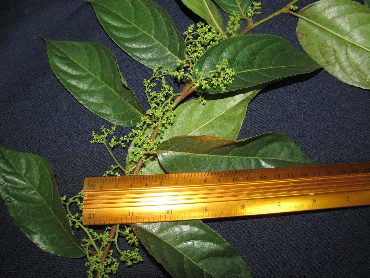 Perrottetia