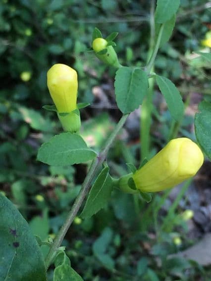 Aureolaria grandiflora