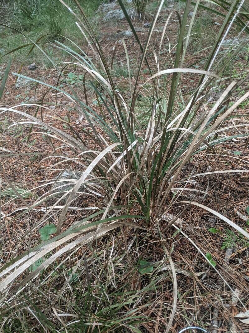 Lomandra 16