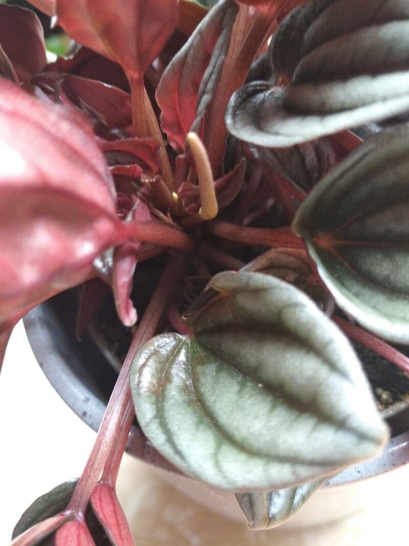 Peperomia 22