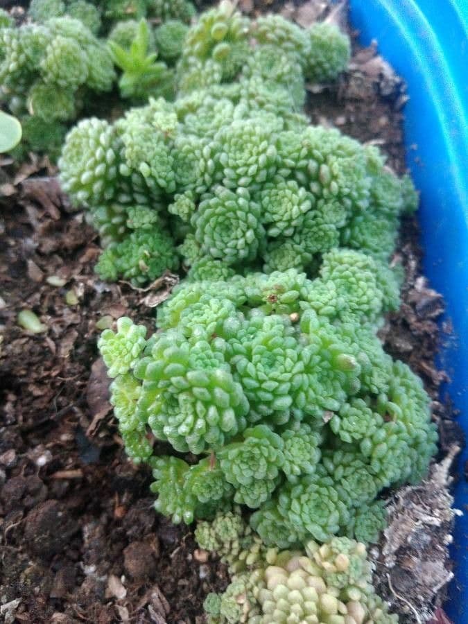 Monanthes 2