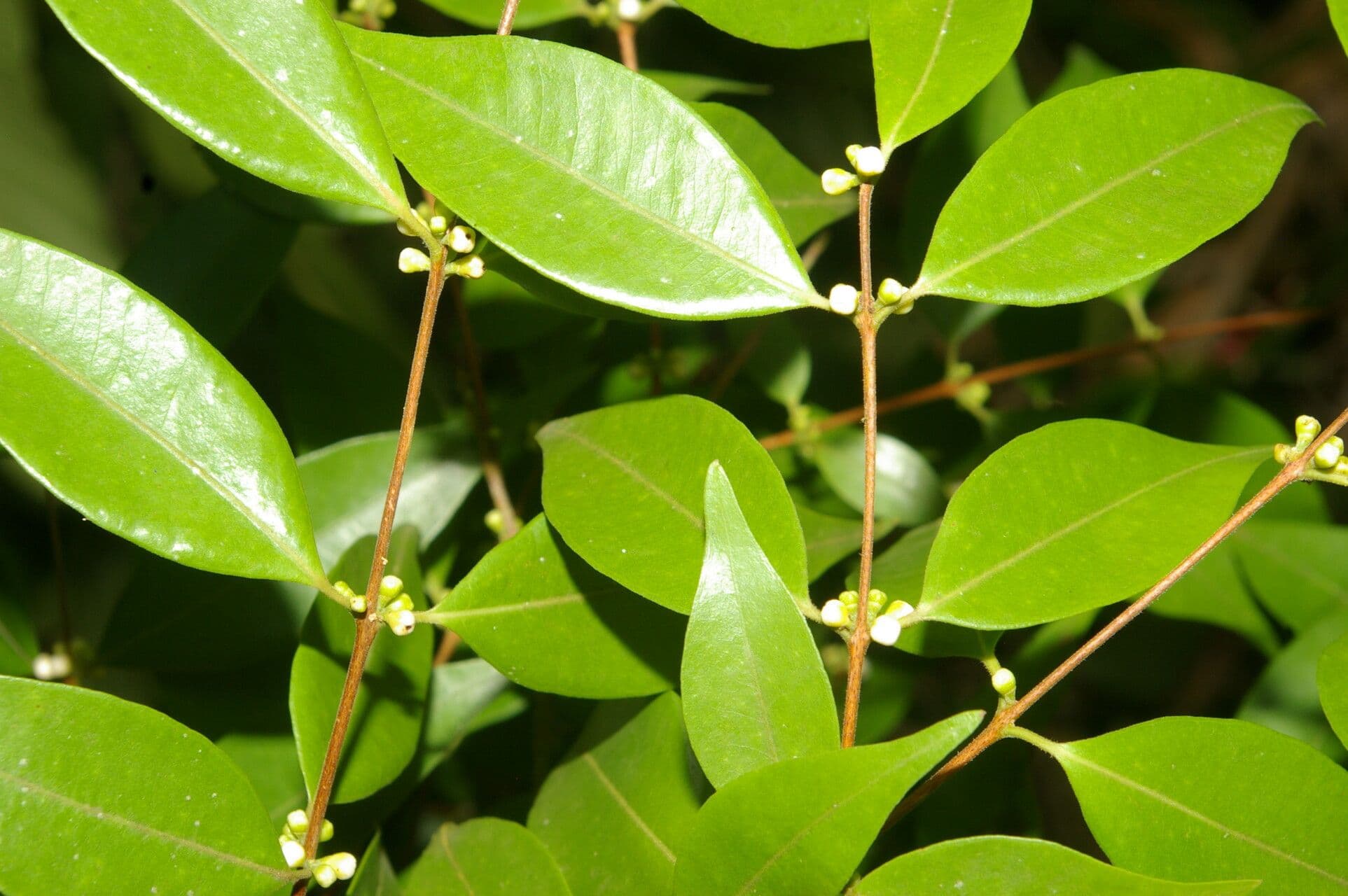 Guayaba de olor 9