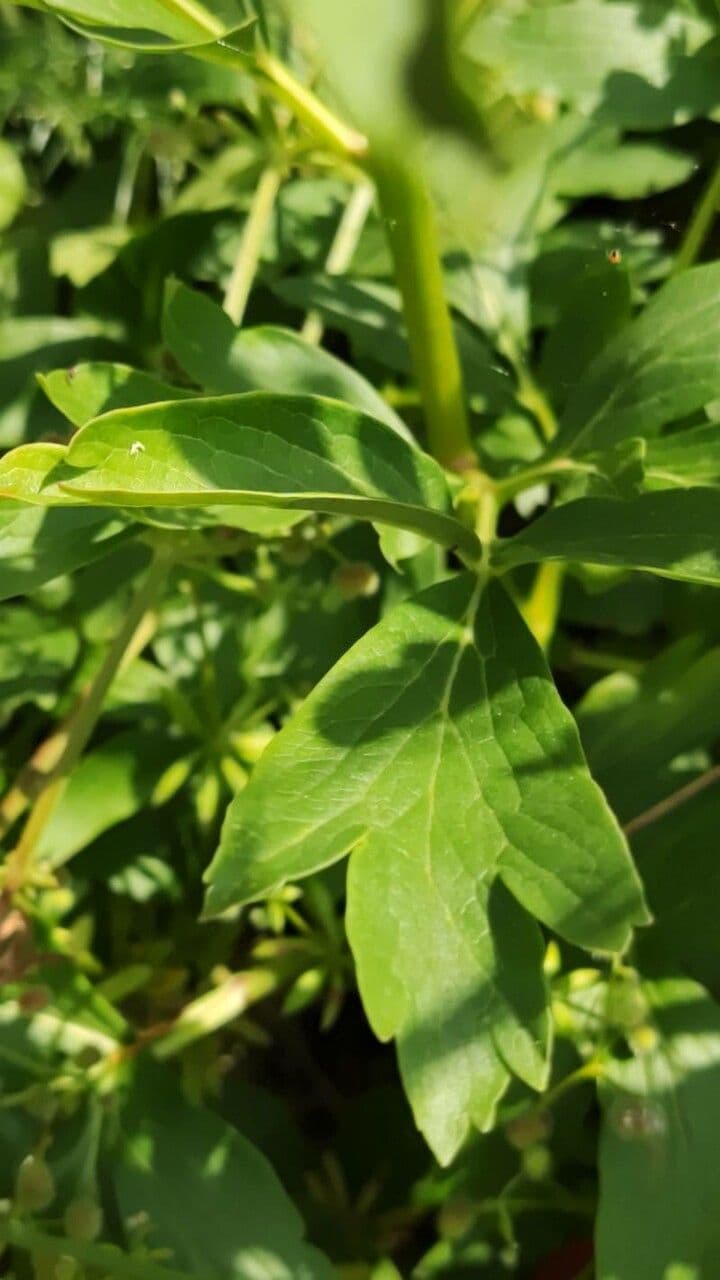 Piwonia czerwonawa 12