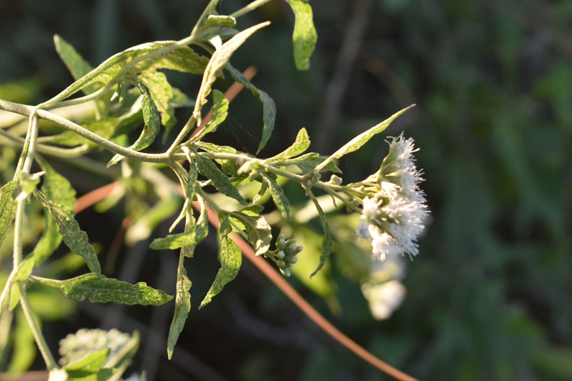 Austroeupatorium 8