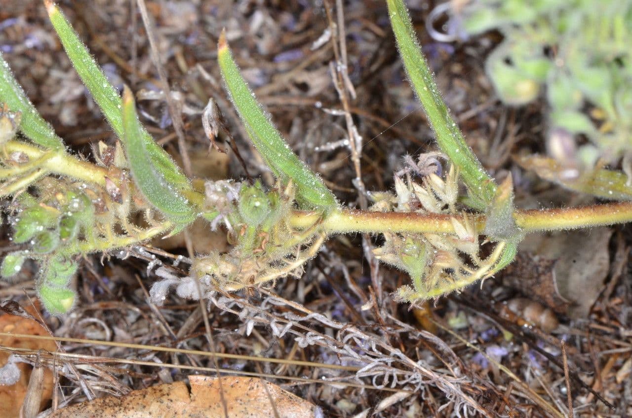 Trichostema lanceolatum 12