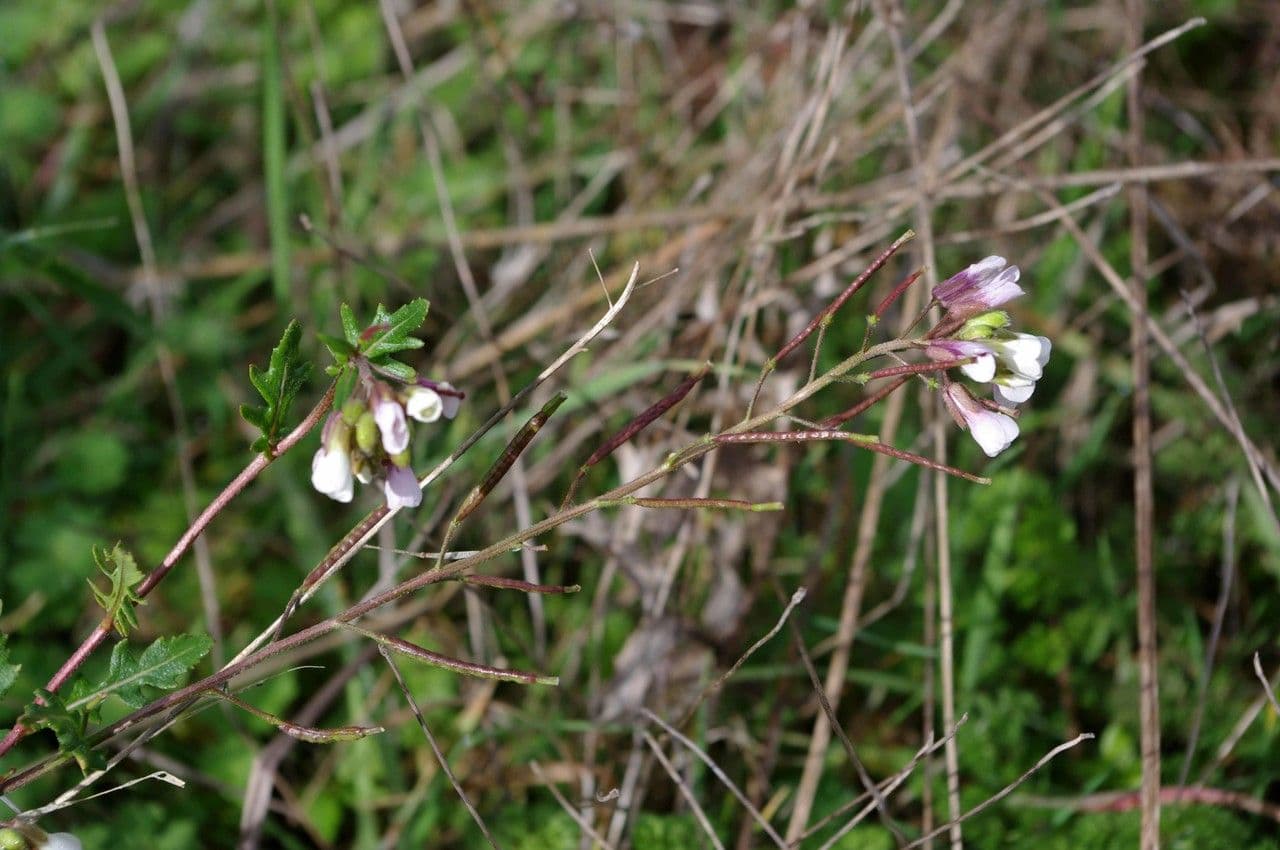 Rucola selvatica 28
