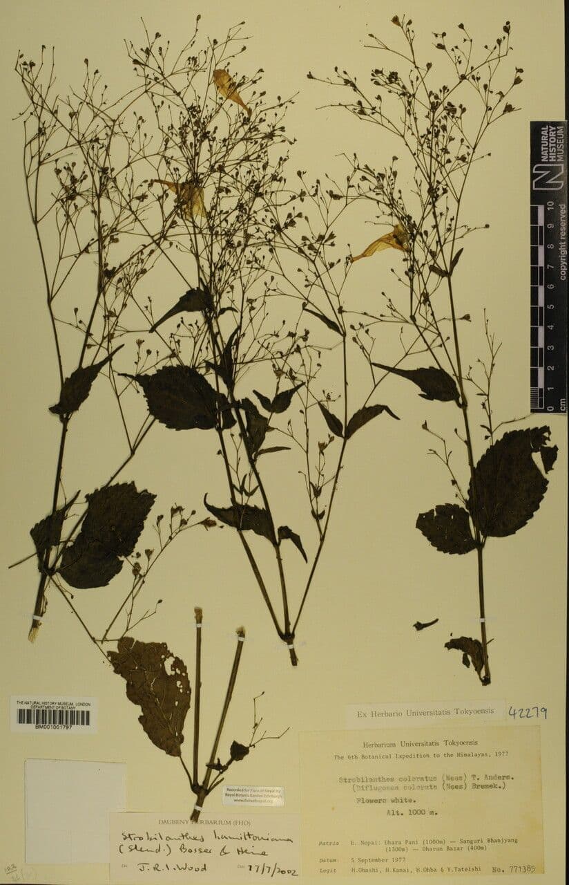 Strobilanthes 19