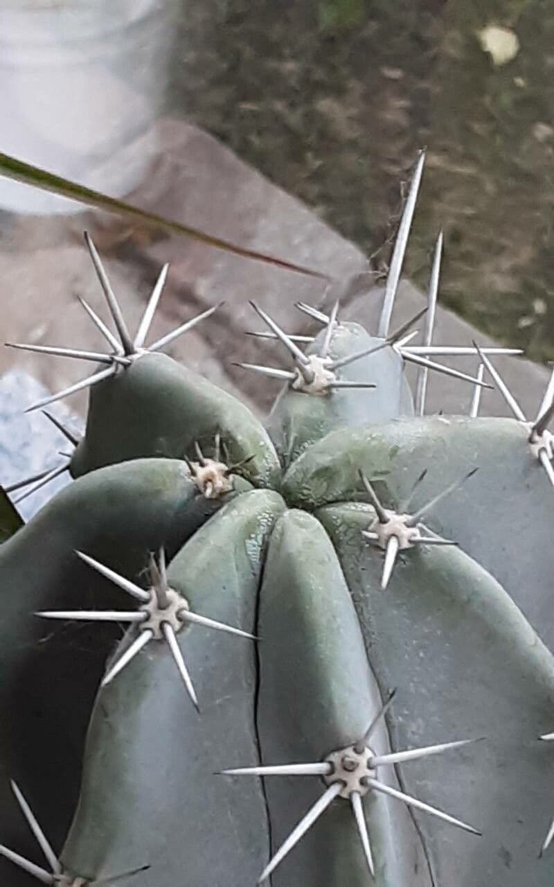 Stenocereus 11