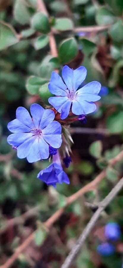 Ceratostigma 8