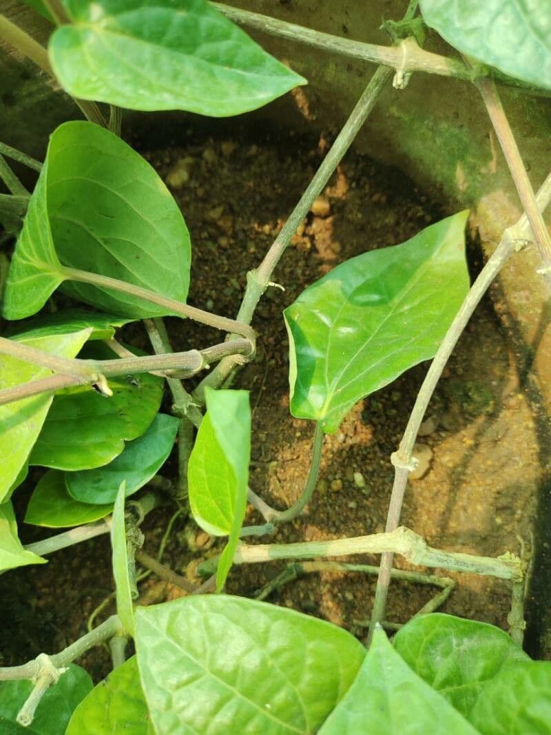 Kajep pepper 10