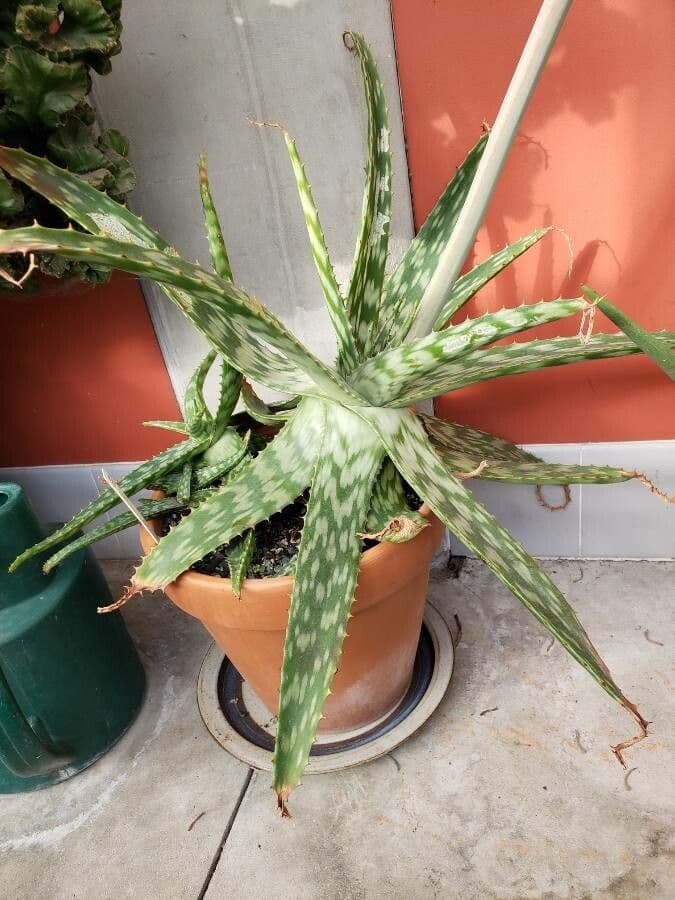 Aloe 2