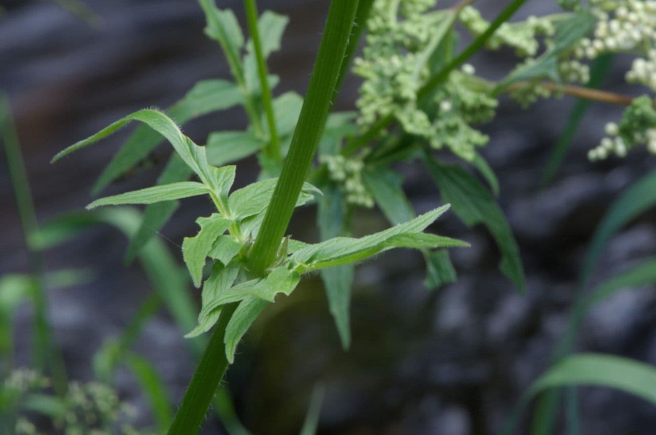 Valeriana comune 27