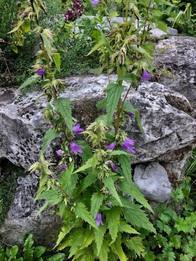 Nesselblättrige Glockenblume 12