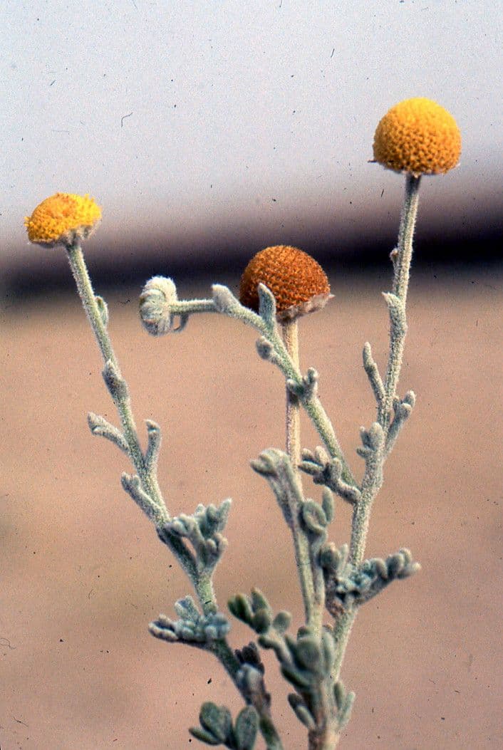Brocchia 5