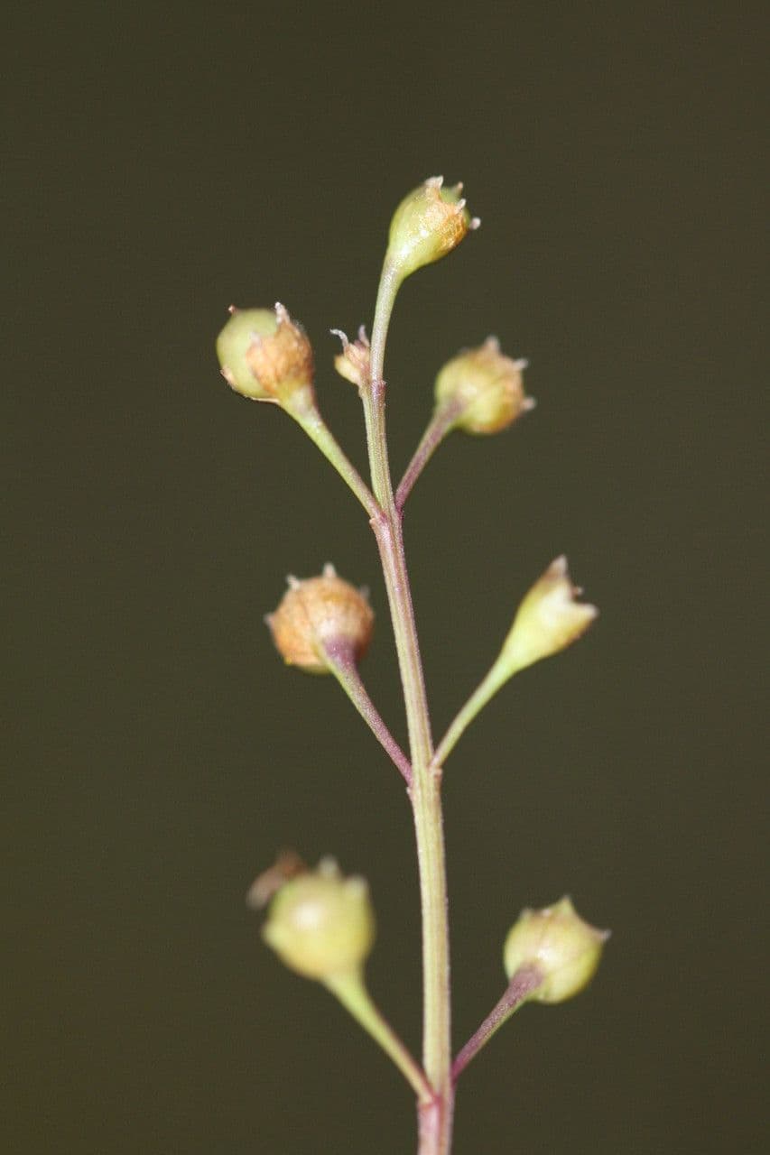 Falsche Fuchsienlilie