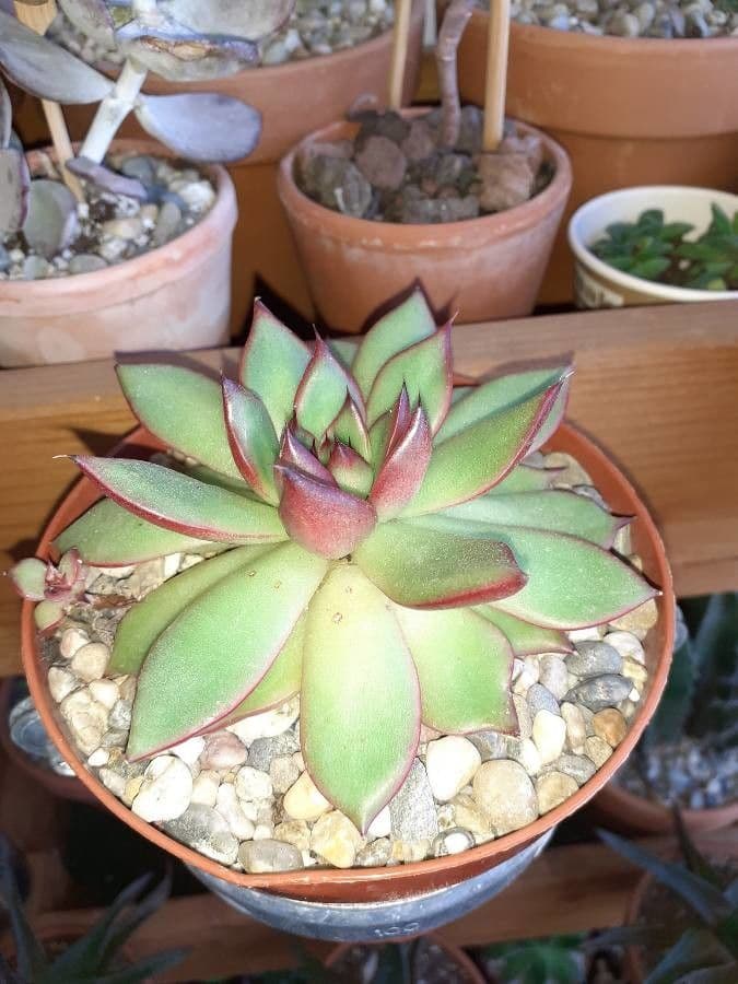 Echeveria