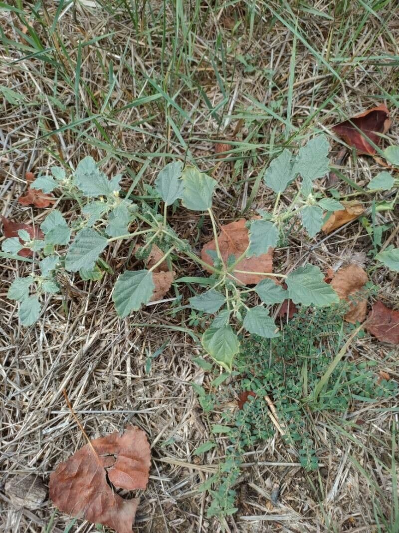 Chrozofora 20