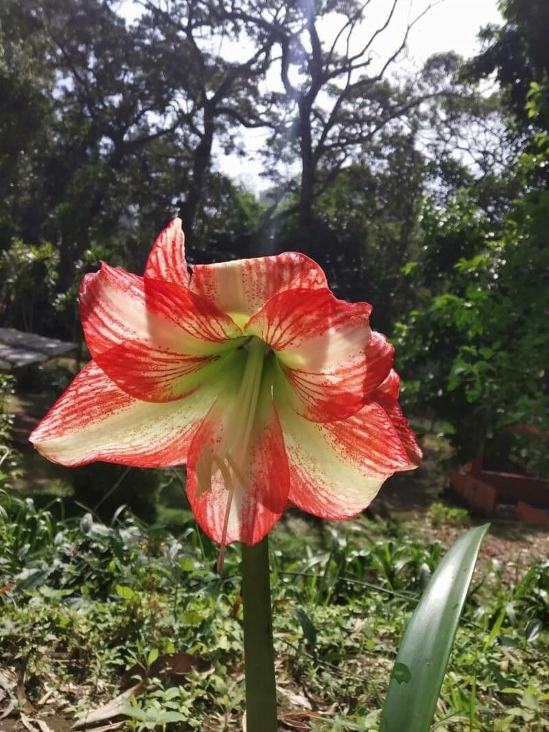 Hippeastrum 3