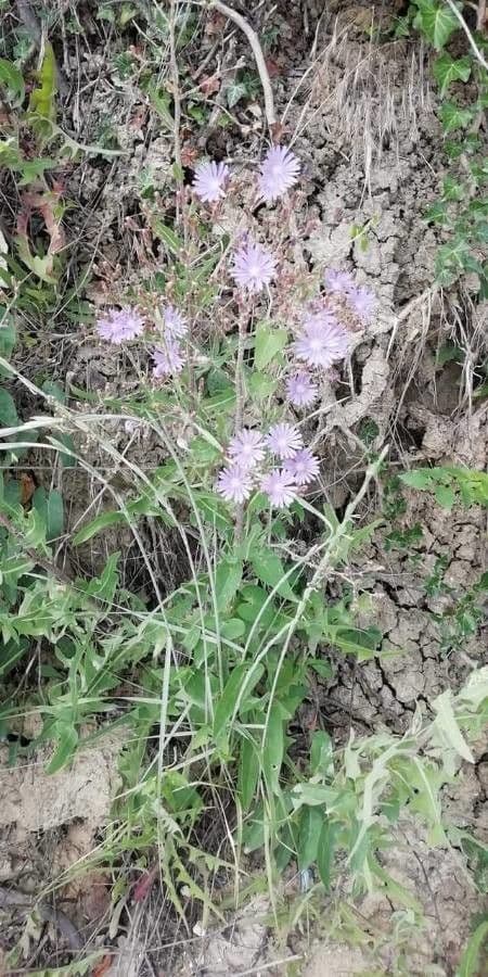 Lactuca tatarica 8