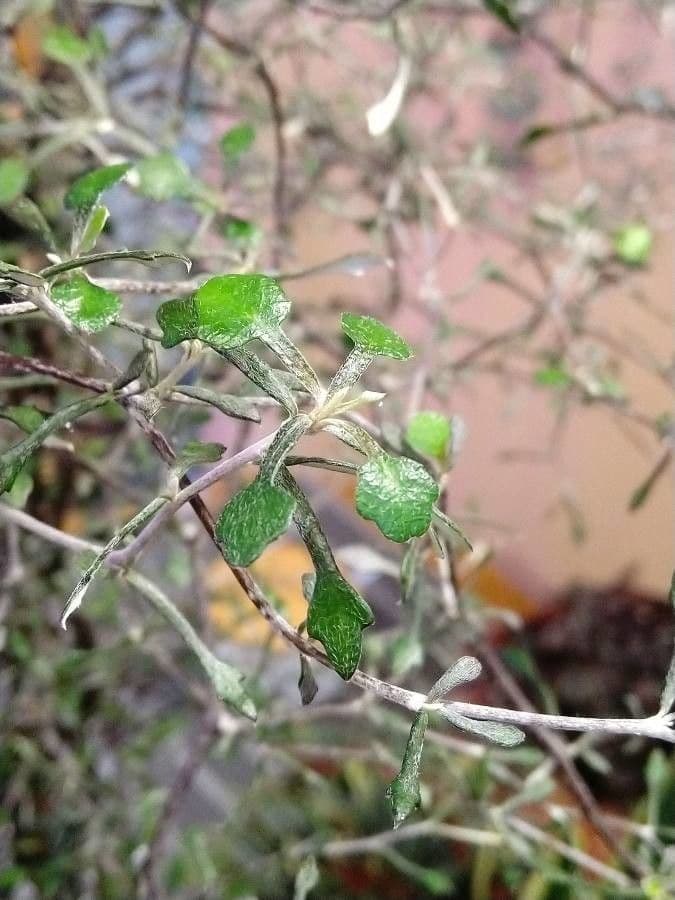 Corokia 13