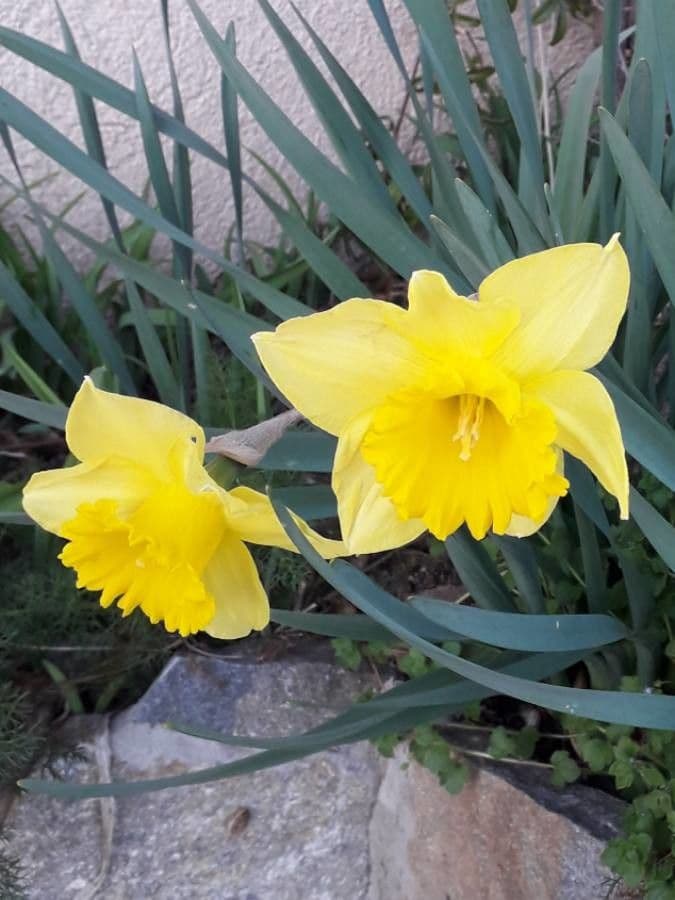 Narciso trombetta 9