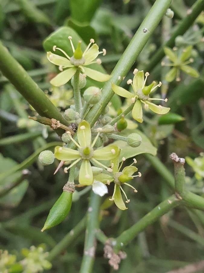 Dattier du désert 7