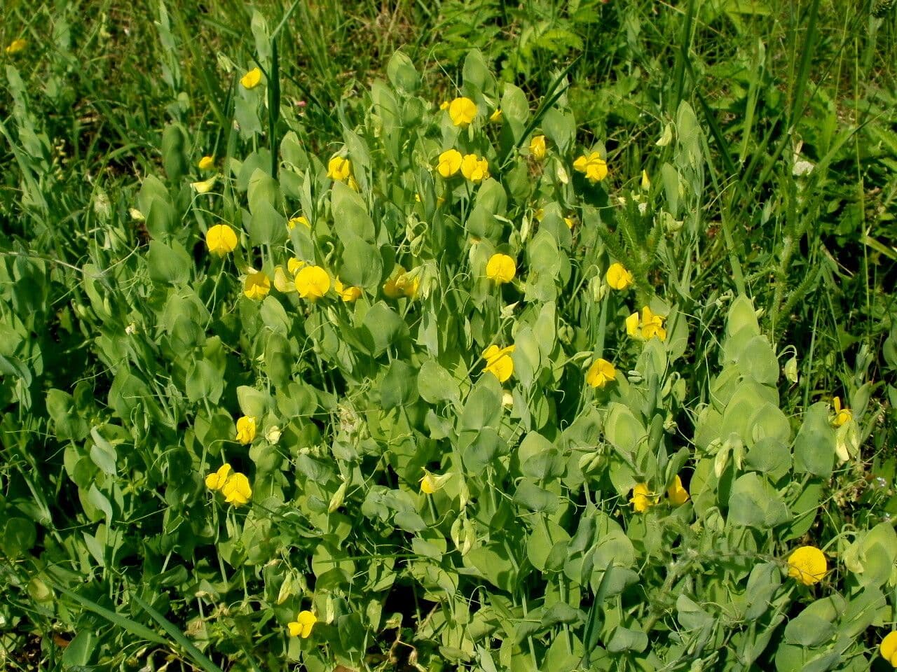 Cicerchia bastarda 11