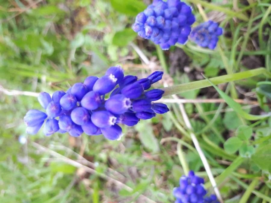 Muscari azzurro 10